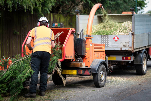 Tree Branch Trimming in Crystal City, TX